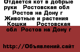 Отдается кот в добрые руки - Ростовская обл., Ростов-на-Дону г. Животные и растения » Кошки   . Ростовская обл.,Ростов-на-Дону г.